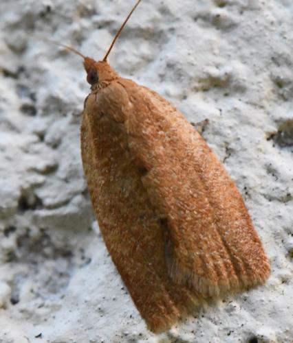 Clepsis consimilana